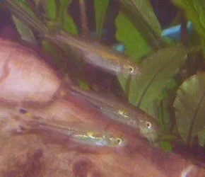 rasboras.webp