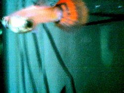 dark_guppy_modified.JPG