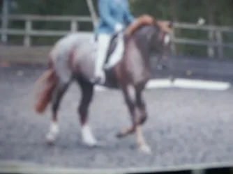 Cheyenne_trotting.webp