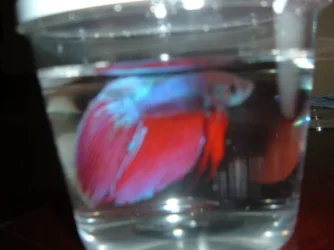 Cage.webp