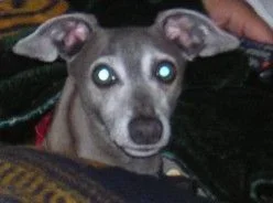 kibbles.webp
