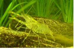 shrimp.JPG