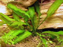 Unknown_Plant_1.jpg