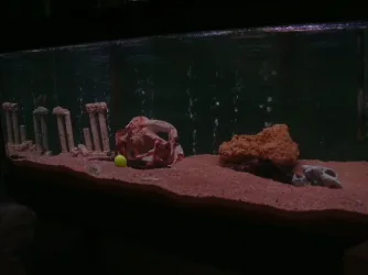 tank.webp