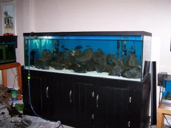 180_mbuna_just_in.webp