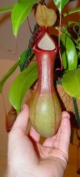 N_ventrata_pitcher.webp