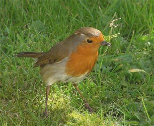 robin.jpg