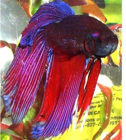 fixed_betta.JPG