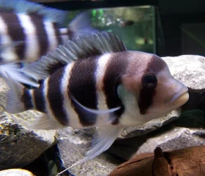 frontosa_may23.webp