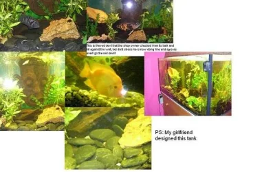 My_Tank_.webp