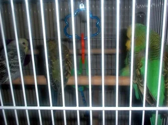 3birds.webp