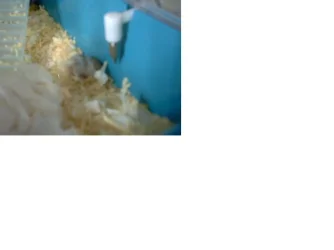 dwarf_hamsters_babies_002.webp