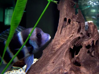 frontosa_may25_1.webp
