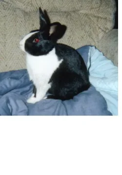 bunny.webp