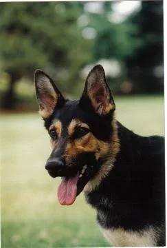 CASEY1.webp