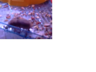 babies.webp