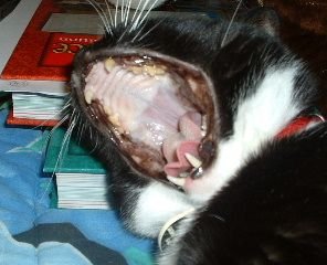 Yawn.JPG