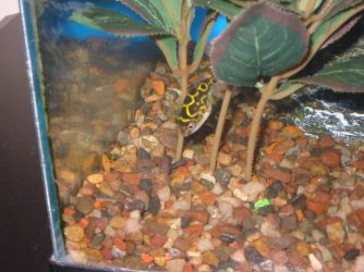 fig8puffer5.jpg