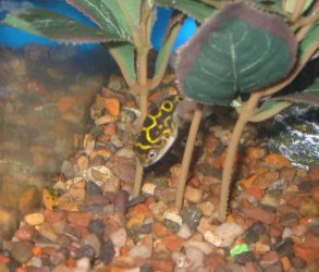 fig8puffer6.jpg