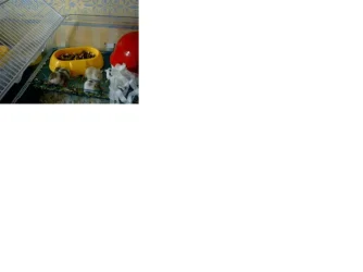 dwarf_hamsters_babies_005.webp