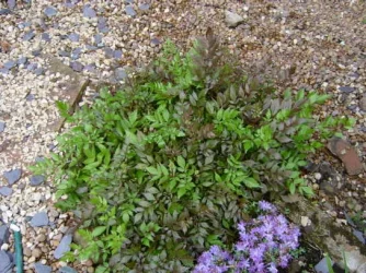 S4200008.webp