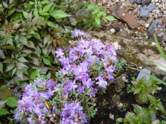 S4200009.webp