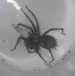 spider__2_.JPG