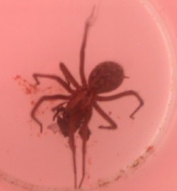 spider.JPG