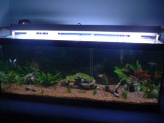 fishy2_091.jpg