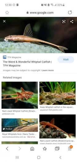 Screenshot_20201030-003018_Samsung Internet.webp