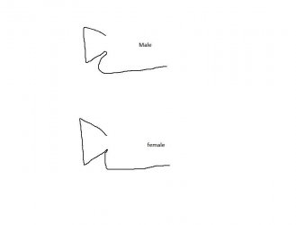 gourami.jpg gourami.jpg