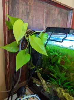 pothos.6g.jpg pothos.6g.jpg