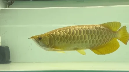 arowana fish gold 24k in asian.webp