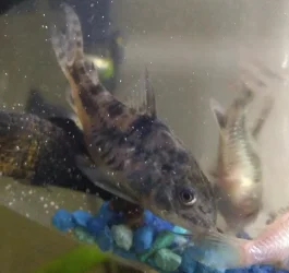 catfish.webp