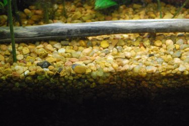 Pea Gravel & Aquasoil.jpg Pea Gravel & Aquasoil.jpg
