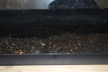BDBS & Aquasoil.webp