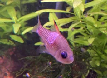 fish1.webp