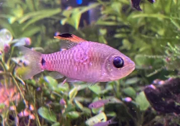 fish2.webp