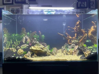 50gal scaping v3-planted.webp