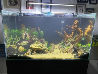 50gal scaping v3-planted 2.webp
