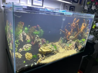 50gal scaping v3-planted 3.webp