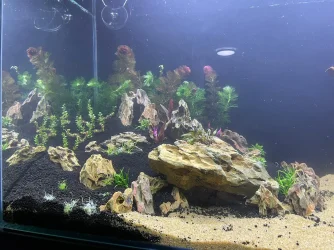 50gal scaping v3-planted 7.webp