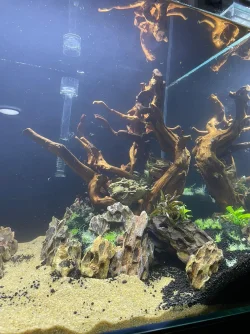50gal scaping v3-planted 8.webp