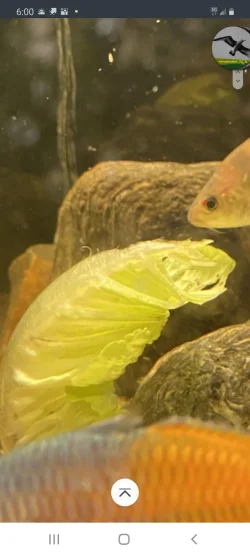Romaine Crustacean.webp