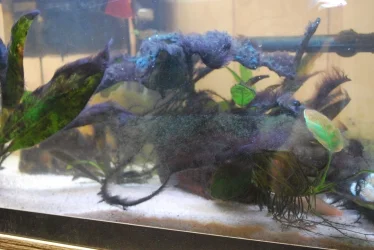 Algae in 20 long 9-7-20.webp