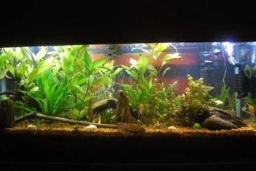 55 gallon Tank 9-29-20.webp