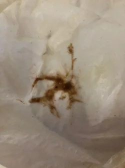 Gunky stuff from aquarium water.webp