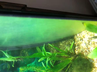 Algae 1.webp