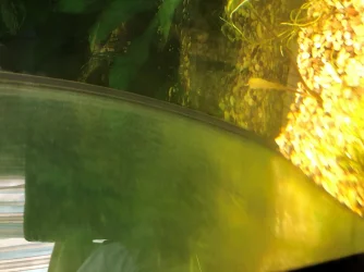 Algae 2.webp