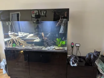 kittytv - Copy.webp